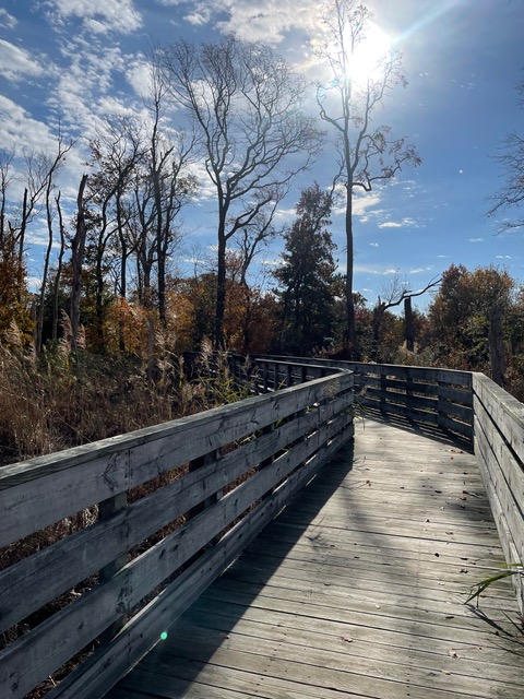 elevated wooden-plank trail