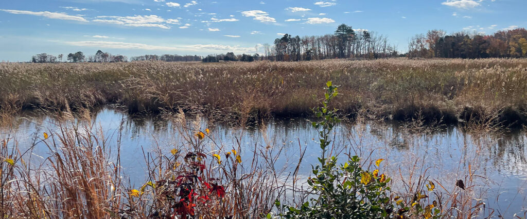 Water on Prime Hook trail