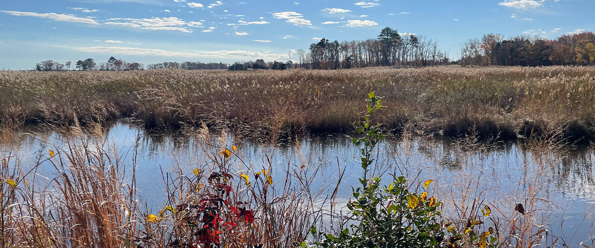 Water on Prime Hook trail